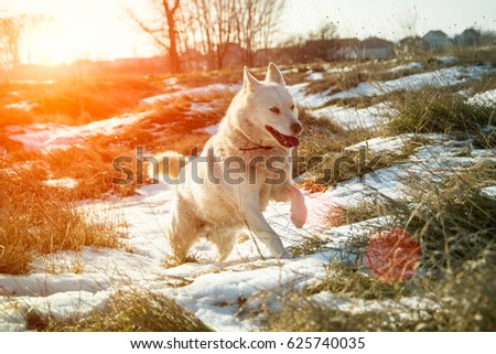 Siberian husky runs on fresh snow