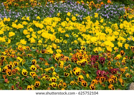 The beautiful garden of pansy/viola flowers.