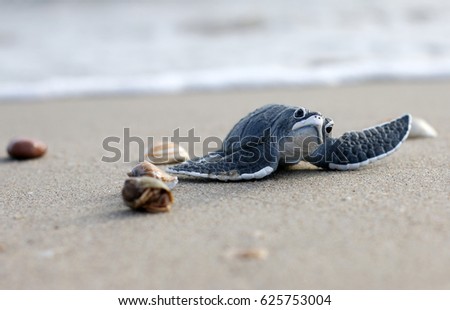 Plastic Toy Turtle on Beach