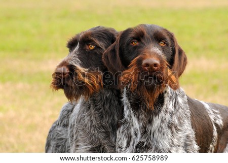 Two German Wirehaired Pionter, deutsch drahthaar dogs in outdoors. Royalty-Free Stock Photo #625758989