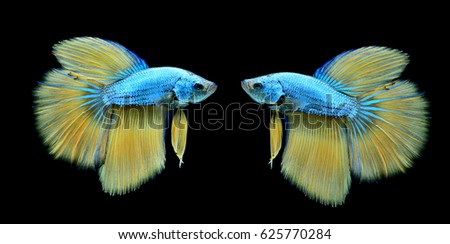 The swimming style of the fish on a black background, Betta fish, fighting fish