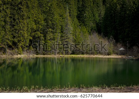 beautiful lake in the forest
