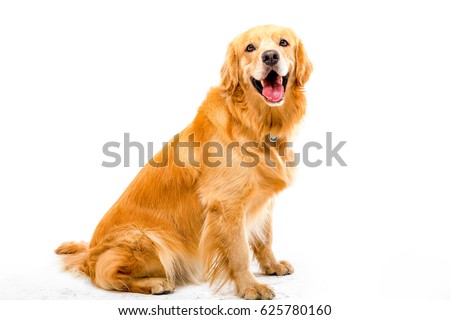 White background shot golden dog Royalty-Free Stock Photo #625780160