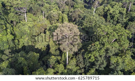 Rainforest. Aerial view of forest trees canopy