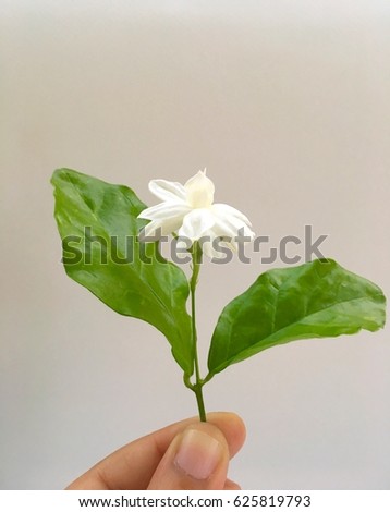 Handle fresh smell blooming white Jasmine