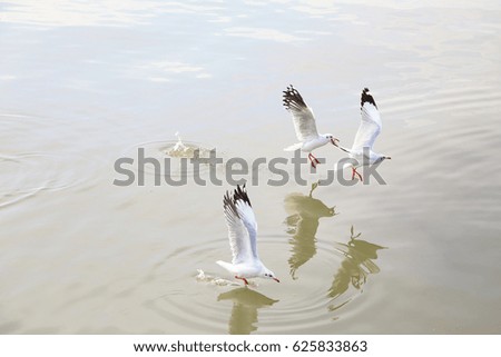 Seagulls flying at Bang Pu Seaside, Samut Prakan, Thailand.