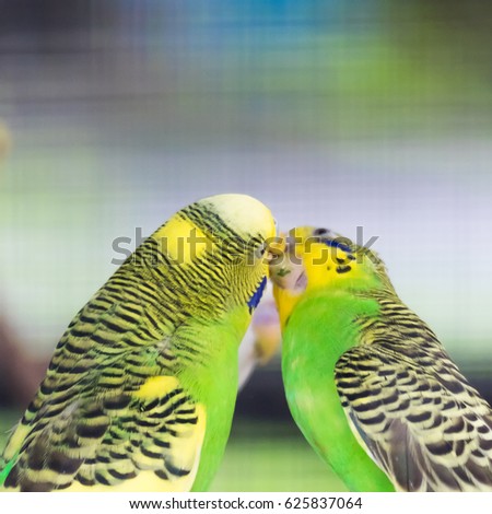 Couple of Budgerigar kissing. Romantic time of Sweetheart animal. 