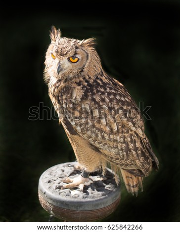 Eagle Owl Perched on a wooden Block resting