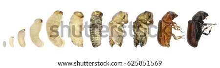 Bark Beetle (Tomicus destruens). Egg, larva, pupa and adult beetle. Young and mature stages of development. Lateral view. Isolated on a white background Royalty-Free Stock Photo #625851569