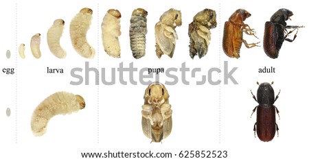 Bark Beetle (Tomicus destruens). Egg, larva, pupa and adult beetle. Young and mature stages of development. Isolated on a white background Royalty-Free Stock Photo #625852523