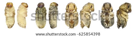 Bark Beetle (Tomicus destruens). Pupa. Stages of development. Lateral and ventral view. Isolated on a white background Royalty-Free Stock Photo #625854398