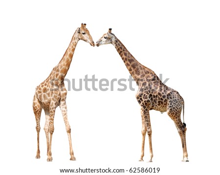 two giraffe isolated on white background