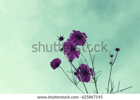 Beautiful Cosmos flowers with sky