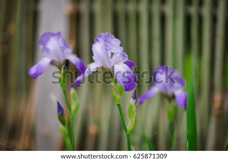 Purple iris flowers in blurry background
