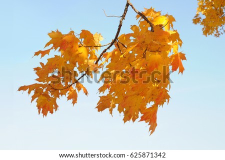 maple branch in Fall season under sunny sky