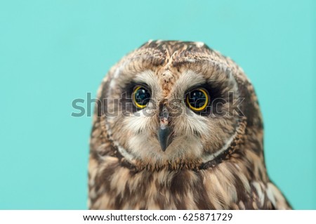 Owl is a bird with large eyes.
