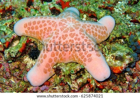 Pink sea star on the colorful tropical coral reef. Picture of granulated, cushion seastar while scuba diving beautiful ocean reef.