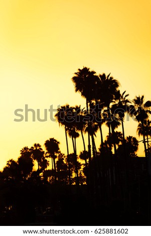 Beautiful sunset with palms silhouettes at beach