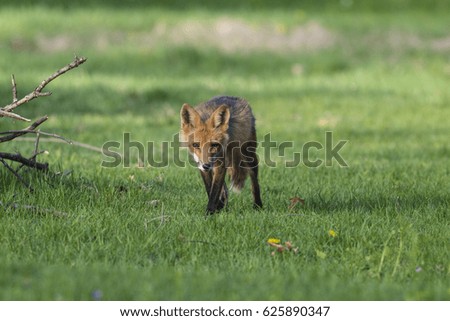 Fox Stalking