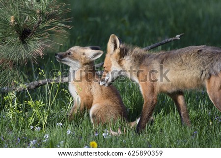 Baby Fox and Mother Fox