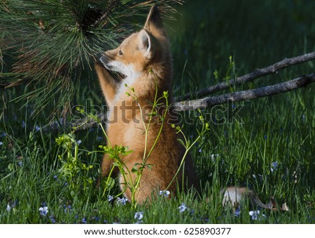 Baby Fox Playing with Pinecone