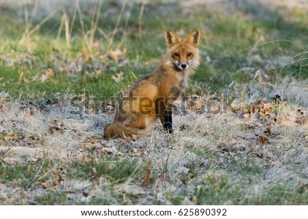 Fox Sitting in Grass