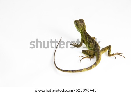 Physignathus cocincinus - a juvenile Chinese water dragon sitting on a white background. The back of the little creature and it's long tail are facing the camera. 
