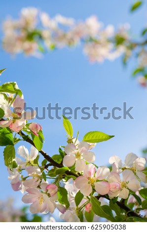 Branch of an apple tree against a blue sky