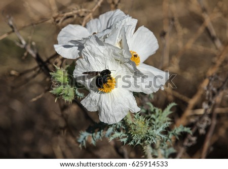 Macro photography closeup of isolated black bee gathering pollen on yellow center of  windblown white Arizona high desert wildflower, Prickle Poppy, in Spring season with brown bokeh nature color