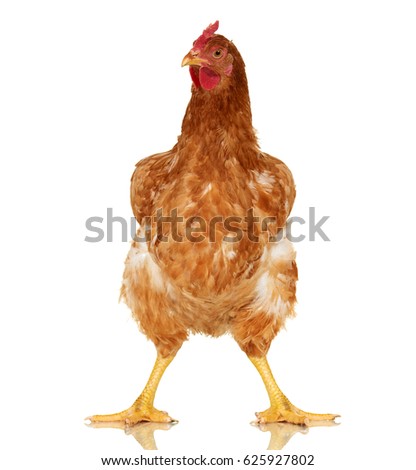 Chicken on white background, isolated object, one closeup animal Royalty-Free Stock Photo #625927802