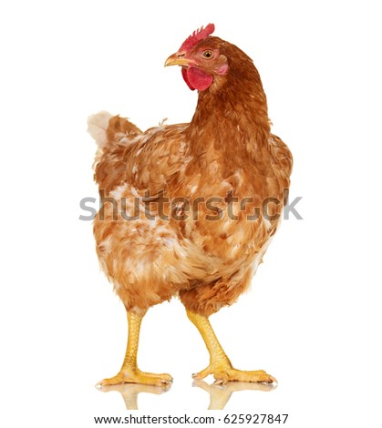 Chicken on white background, isolated object, one closeup animal Royalty-Free Stock Photo #625927847