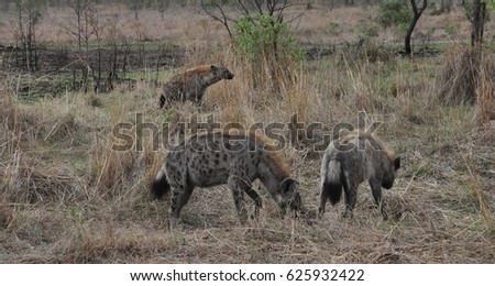 Cackle of spotted hyenas