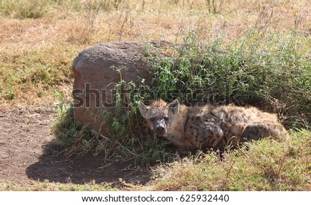 Spotted hyena seeking shadow