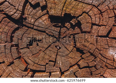 Cross section of the tree