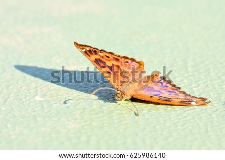 Photo Picture of a Beautiful Brown Butterfly over Green Background