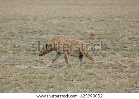 Mother hyena hunts in Amboseli National Park in Kenya