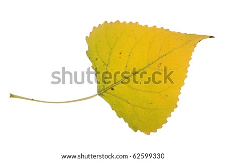 High Resolution yellow leaf of cottonwood Royalty-Free Stock Photo #62599330