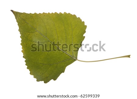 High Resolution autumn leaves of cottonwood Royalty-Free Stock Photo #62599339
