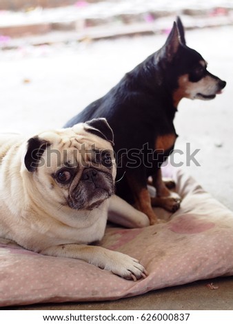 lovely cute white fat pug dog laying on a pillow together with an alert miniature pincher dog friend sitting looking at something on home garage floor blur out of focus in the picture background
