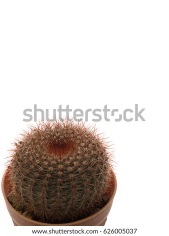 (Close up) Cactus tree isolated on a white background. (with free space for text)
