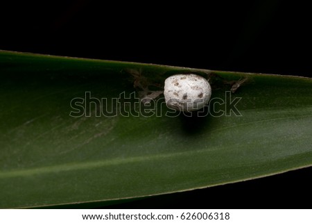 Close-up picture of insect eggs