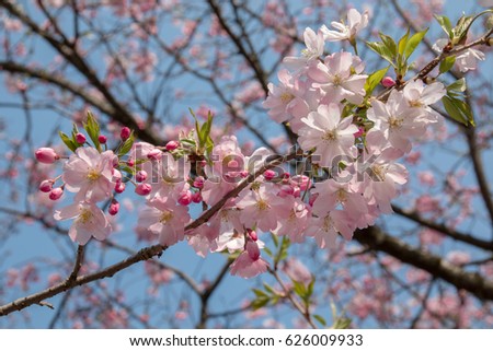 Double cherry blossoms in full bloom Royalty-Free Stock Photo #626009933