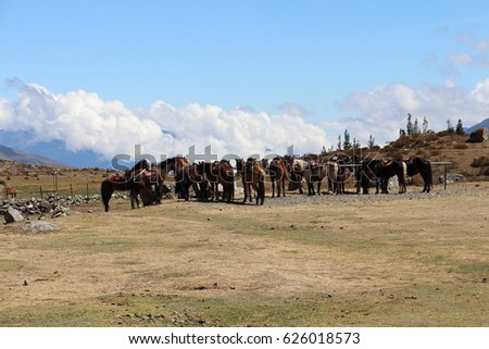 Group of horses prepared for a guided trail