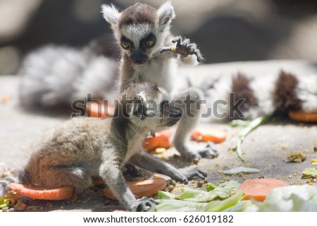 Two cute little baby lemurs playing