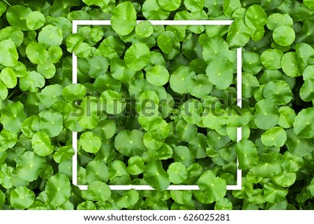 Square frame, Creative layout made with green leaves background. Blank for advertising card or invitation. Nature concept. Summer poster