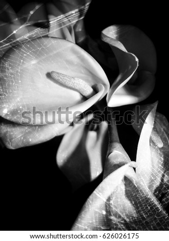 A creative image of decorational White Arum Lilies with a textured overlay. This photo was taken in Brisbane, Australia. 