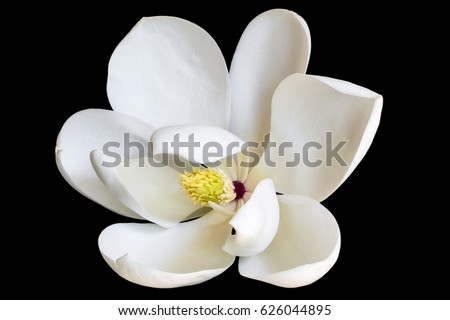 White magnolia flower isolated on black. Dwarf variety of evergreen magnolia grandiflora.