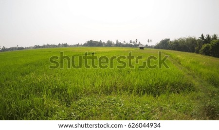 green backdrop background picture of rice field farm authentic shot in THAILAND with fish-eye lens effect under sunset lighting condition reflects on green tropical long rice leafs