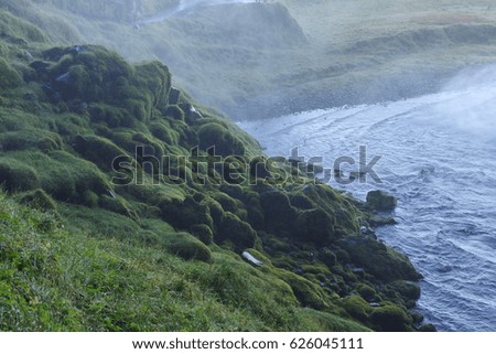 Plants near Seljalandsfoss waterfall in Iceland