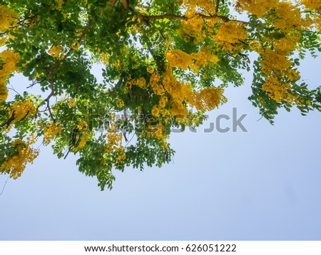 golden shower tree yellow